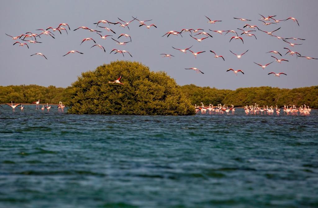 Flamingo Beach Hotel Umm al-Quwain Eksteriør billede