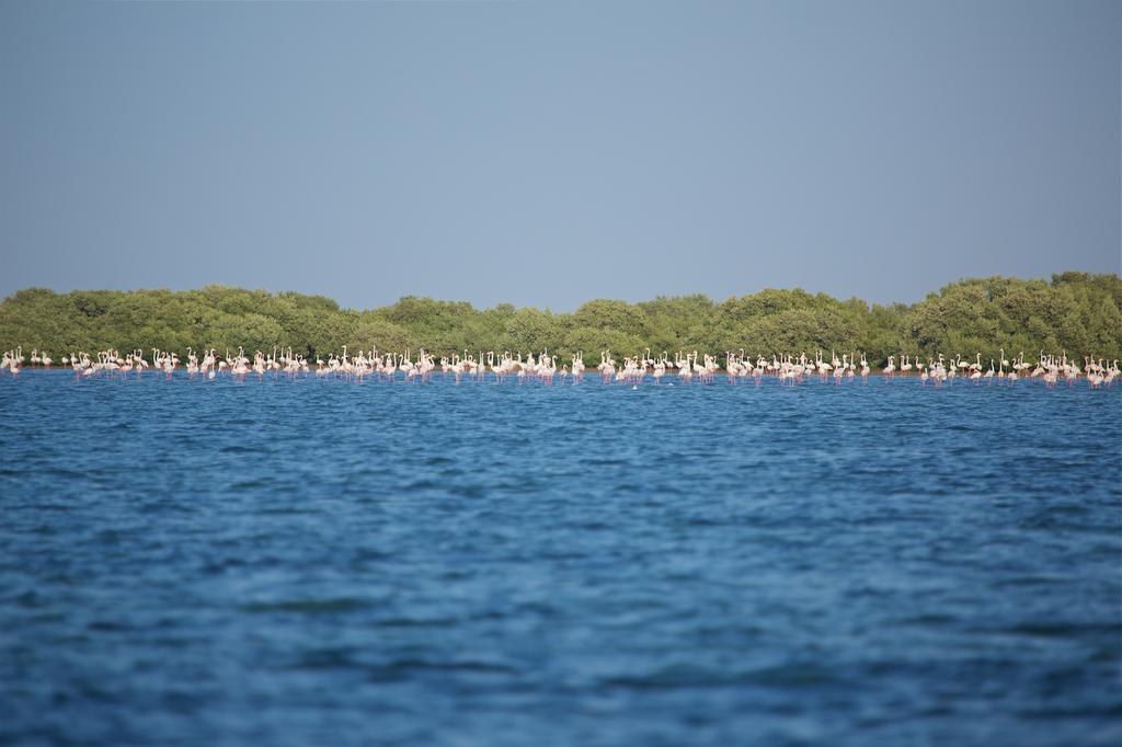 Flamingo Beach Hotel Umm al-Quwain Eksteriør billede